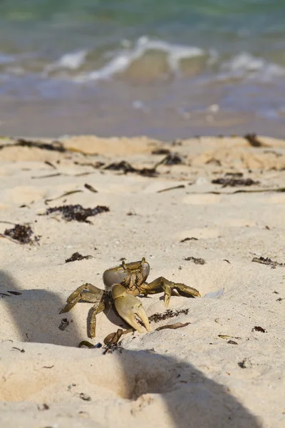 stock image Crab walking on the beach towards the sea