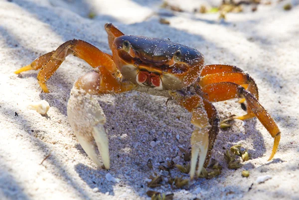 Krab op het zand — Stockfoto