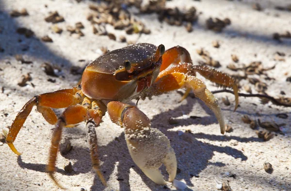 stock image Crab walking on the sandy beach