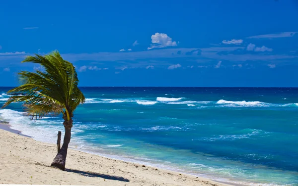 Kumlu plajda palmiye ağacı — Stok fotoğraf