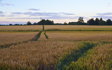 güzel Mısır tarlasında sabah erken
