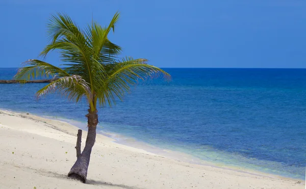 Sıcak plaj, açık mavi gökyüzü, mavi deniz ve palmiye ağacı — Stok fotoğraf