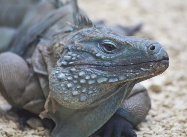 stock image Blue Iguana in Grand Cayman