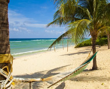 Hamock between two palm trees on stunning beach in Grand Cayman clipart