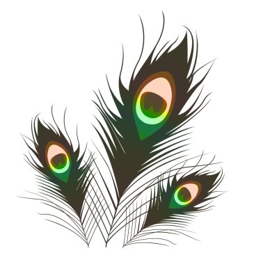 Peacock plumes. clipart