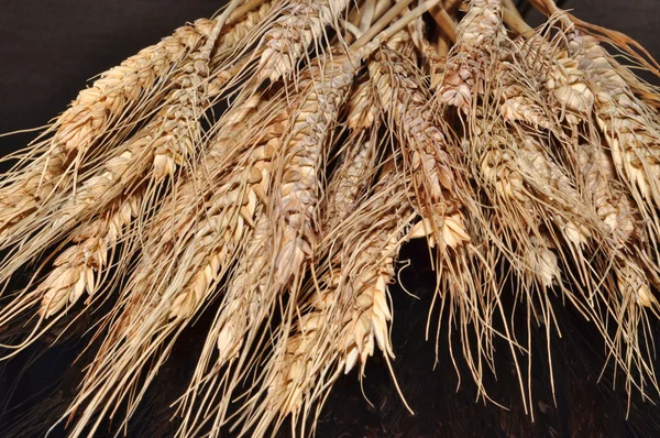 Ушная пшеница — стоковое фото