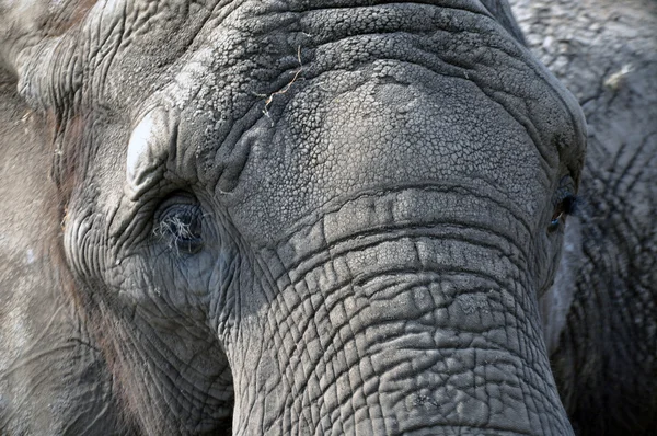 Elefant — Stock Photo, Image