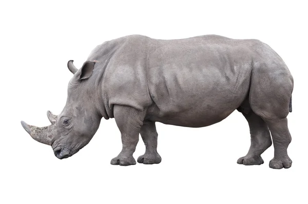 Rhinoceros — Stock fotografie