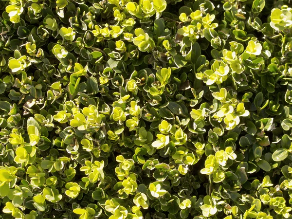 Green Bush — Stock Photo, Image