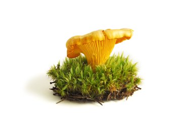 Chanterelle in the sphagnum clipart