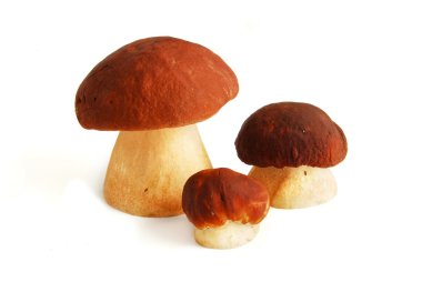 Üç ceps