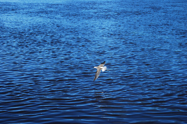 Летающая птица
