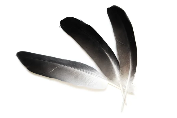 Penas de pombo — Fotografia de Stock