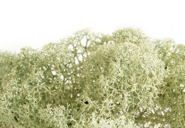stock image Cladonia moss