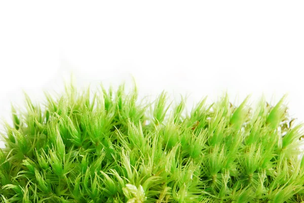 Dried Sphagnum Moss Texture And Background Stock Photo - Download