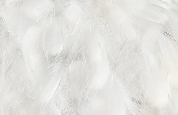 Fundalul Luminos Format Din Pene Pufoase Ale Păsărilor — Fotografie, imagine de stoc