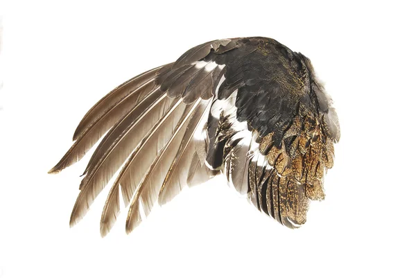 Το φτερό — Φωτογραφία Αρχείου