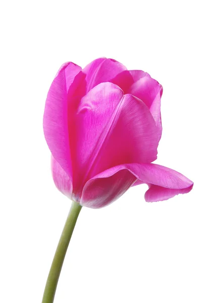 stock image Tulip bud