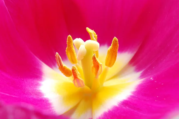 stock image Core of a tulip flower, is photographed by close-up