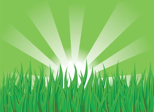 stock vector Green spring grass on the sunny background