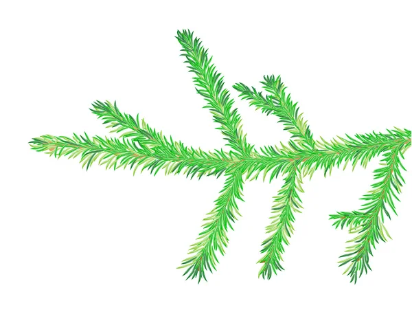 stock vector Vector fir tree branch, is isolated on a white background