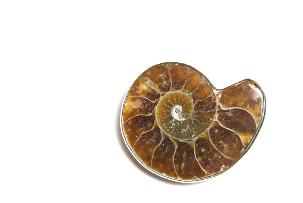 Ammonite Isolate White Background — Stock Photo, Image