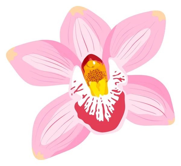 Orchidea Vettoriale Isolata Uno Sfondo Bianco — Vettoriale Stock