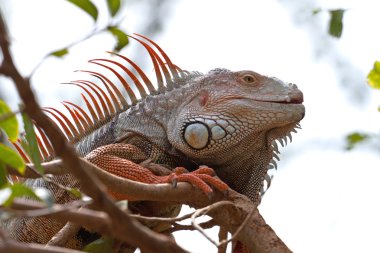 iguana khao kheow Hayvanat Bahçesi