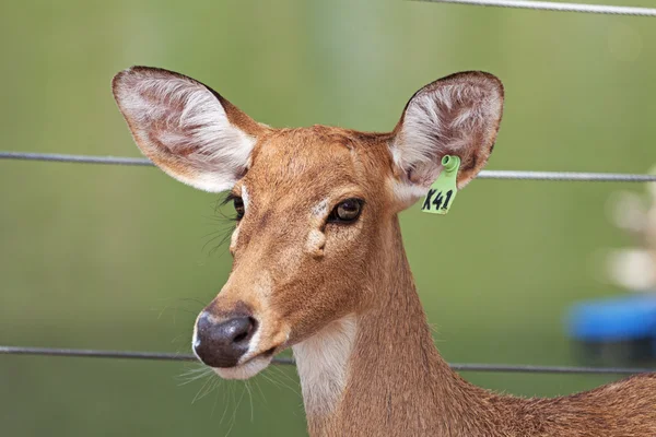 stock image Eld`s Deer in a Khao-Kheow zoo