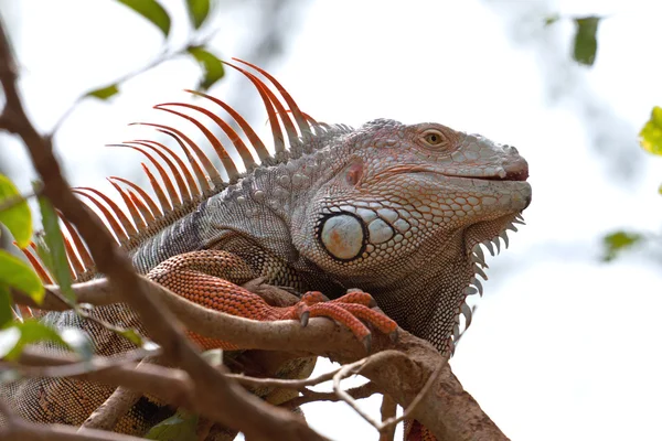 stock image Iguana in a Khao-Kheow zoo