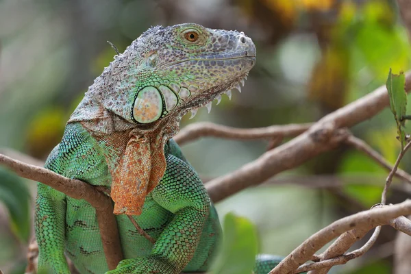 Iguana verde em um jardim zoológico aberto Khao-Kheow — Fotografia de Stock