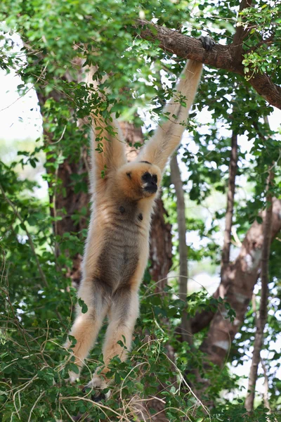 Pileated 长臂猿猴挂在树枝上 — 图库照片