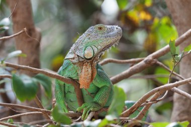 Yeşil iguana khao kheow aç Hayvanat Bahçesi. Tayland
