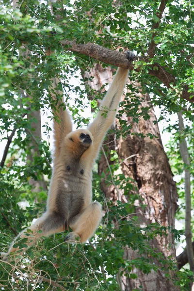 Pileated 长臂猿猴 Kheow 开放式动物园 — 图库照片