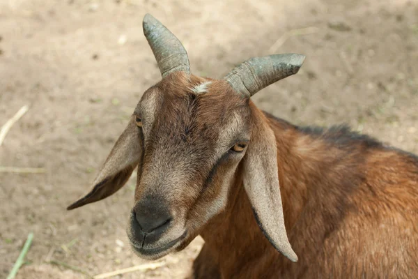 Domestic Goat Thailand — Stock Photo, Image