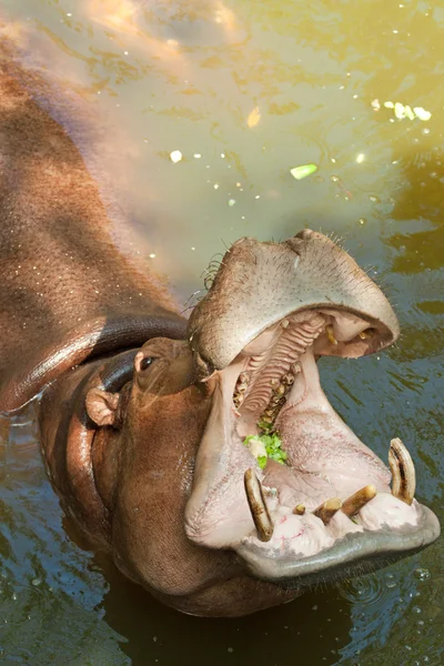 河马吃黄瓜 — 图库照片