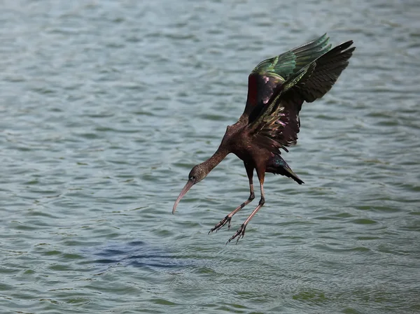 Ibis błyszczący — Zdjęcie stockowe