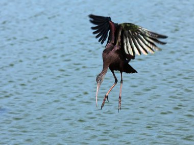 Parlak Ibis (Plegadis falcinellus)