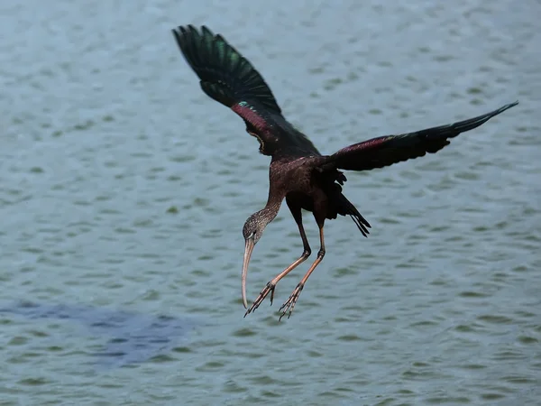 Ibis błyszczący — Zdjęcie stockowe