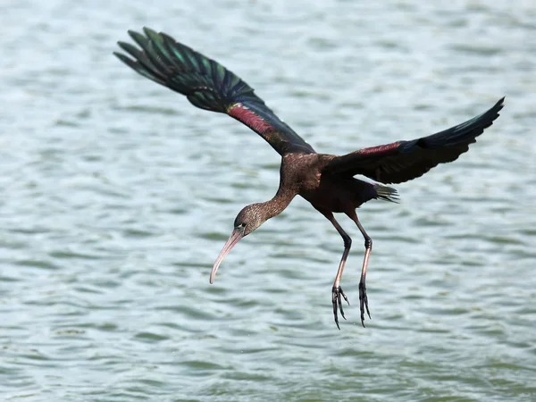 Zwarte ibis tijdens de vlucht — Stockfoto