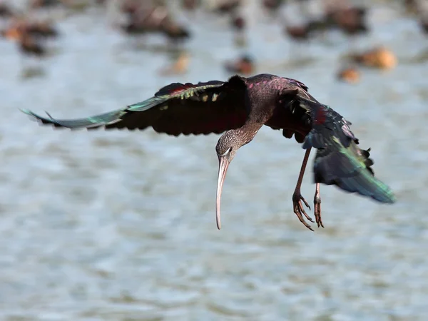 Ibis lucido — Foto Stock