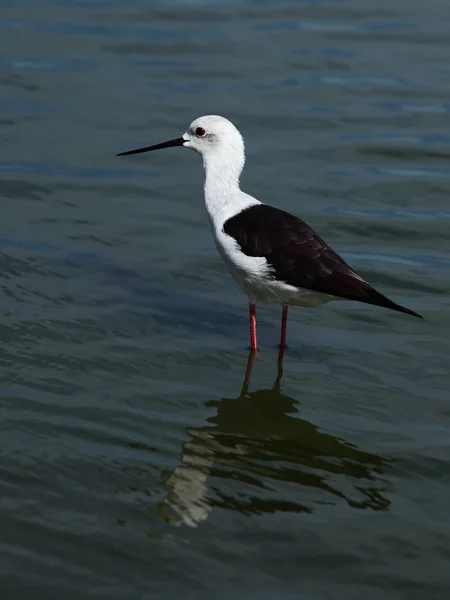 stock image Himantopus