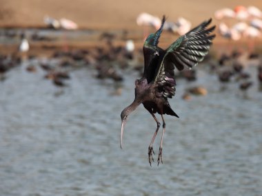 Ibis aile aynakgiller yapılan bir yürüyen kuş water.the parlak Ibis inişte olduğunu.