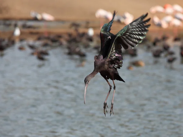 Lądowanie Water Błyszczący Ibis Jest Ptak Brodzący Ibis Rodziny Ibisowatych — Zdjęcie stockowe
