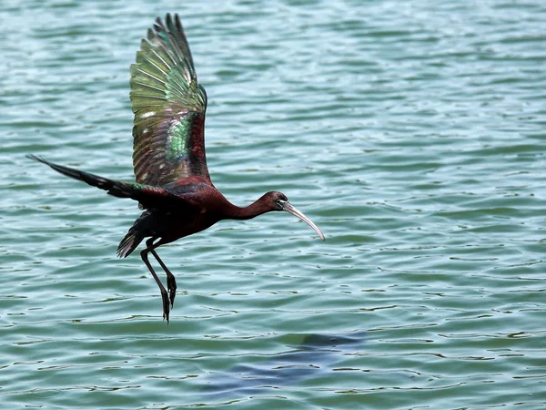 Hermoso Pájaro Aterrizando Lago — Foto de Stock