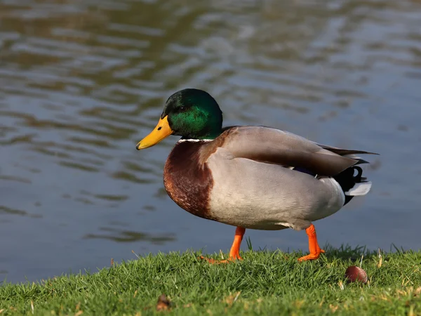 Beautiful Male Mallard Duck Calling Pond — Stock Photo, Image