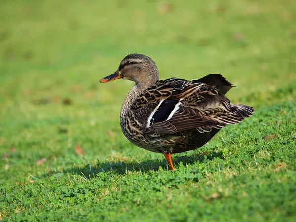 Beautiful duck — Stock Photo, Image