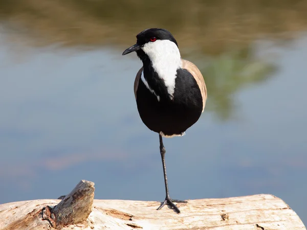 片脚立位の美しい鳥 — ストック写真