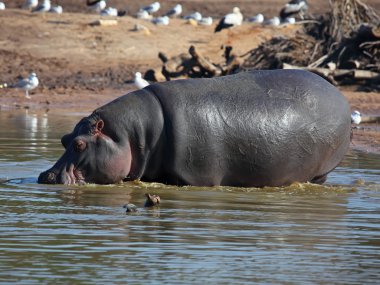 Hippopotamus clipart