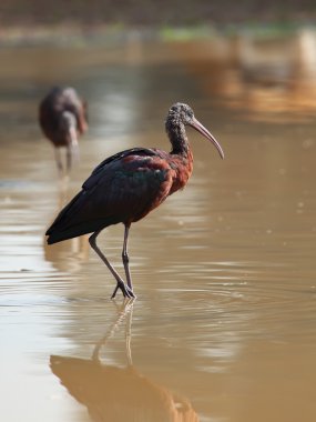 parlak Ibis plegadis ayakta su